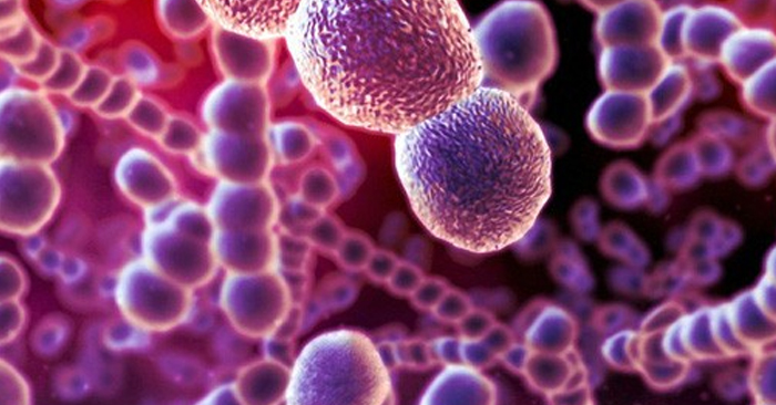 Vi khuẩn Streptococcus pyogenes