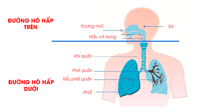 Viêm đường hô hấp dưới